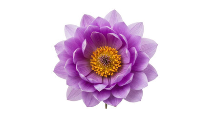 Obraz premium A large purple flower with a yellow center