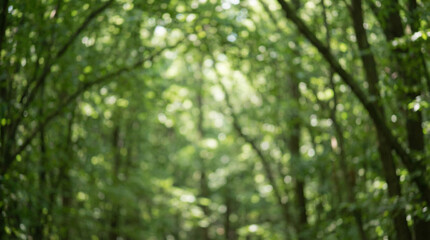 Fototapeta premium Green Forest Blurred Nature Background 