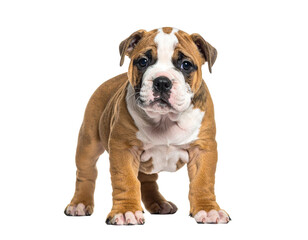Obraz premium Bulldog puppy standing on white background, alert and curious