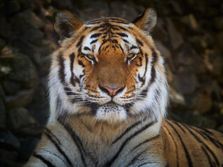 Obraz premium Close up portrait of majestic tiger with powerful gaze against dark natural background, strength and leadership concept, wildlife conservation theme with dramatic light.