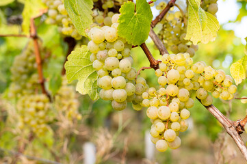 Fototapeta premium Green grapevine, ripe riesling wine grapes growing on vine, vineyard in Trier, Mosel Valley Germany, agriculture at Moselle river
