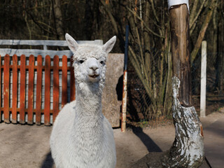 Fototapeta premium Alpaca portrait looking at camera on farm outdoors with copy space. Concept of animal portrait, farming, rural life, livestock, nature, social media.