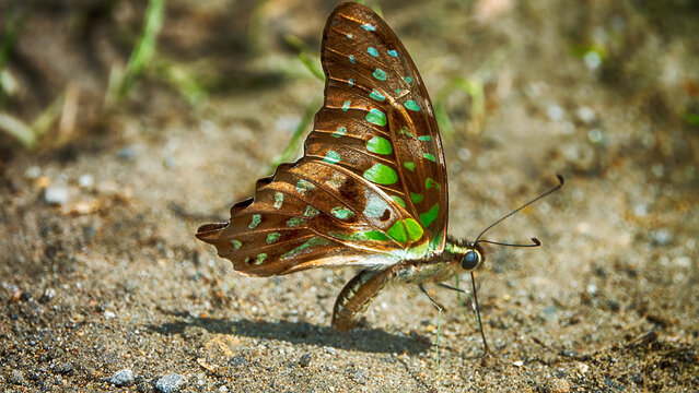 Linnaeus swordtail (Graphium agamemnon) drinks water and gets trace elements on a sandy river beach, Mountainous rainforest on Borneo island, Malaysia. January