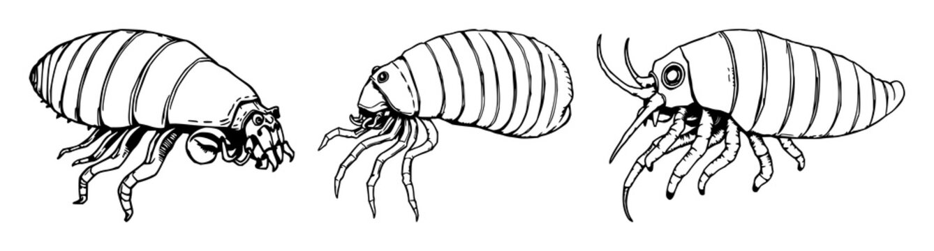 Hand-drawn scientific illustration of a deep-sea giant isopod, rare marine biology, antique woodcut style, white background. set with simple line art design featuring outline, illustration, graphic...