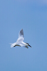 Obraz premium Sandwich tern migratory bird fisherman along rivers and sea