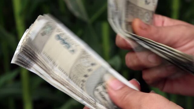 Closeup 4k video of Indian farmer hands counting 500 rupee currency notes. Financial concept showing income, earnings, rural economy, and money handling.