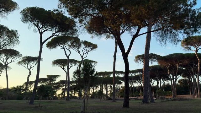
Tall umbrella pines in Villa Doria Pamphilj Park, Rome, Italy. Panoramic shot from left to right. The evening light of the golden hour creates a warm atmosphere, an empty park without people. 4K res
