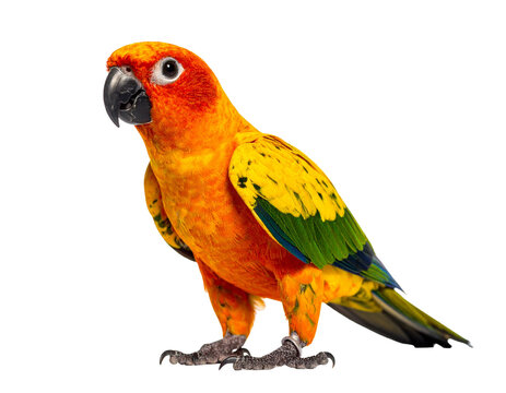 Colorful sun conure parrot standing on clawed feet with bright orange, yellow, and green plumage