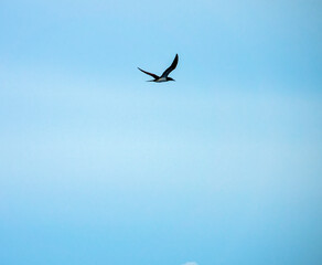 Fototapeta premium Piscivorous oceanic bird Brown booby (Sula leucogaster) flies over the wintertime Bali sea