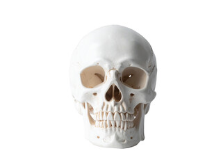 Fototapeta premium Human skull model in white plaster with detailed teeth and facial bones