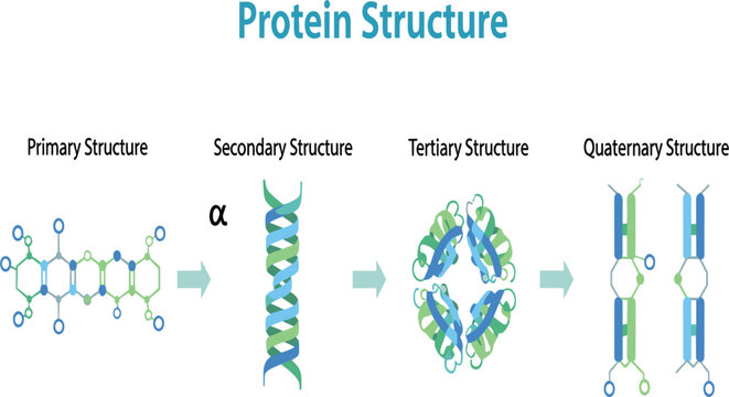 Protein Structure Diagram Showing Primary, Secondary Alpha Helix, Tertiary and Quaternary Structure Levels for Biochemistry, Molecular Biology and Science Education