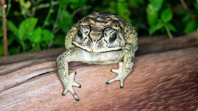Asian common toad (Bufo melanostictus, Duttaphrynus melanostictus) in the rainforest of Bunaken Island, Sulawesi