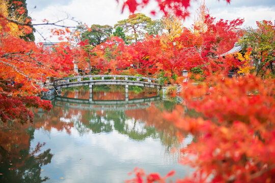 Red maple leaf by bridge at Eikando Temple in fall, Kyoto