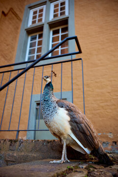 weiblicher Pfau