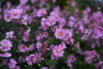 Fototapeta premium Pink wildflowers 
