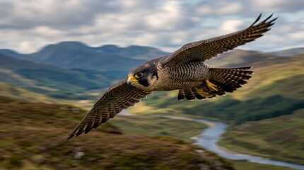 Fototapeta premium High speed bird in motion with sharp head focus frozen action wildlife photography
