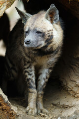 Obraz premium Portrait of Arabian striped hyaena