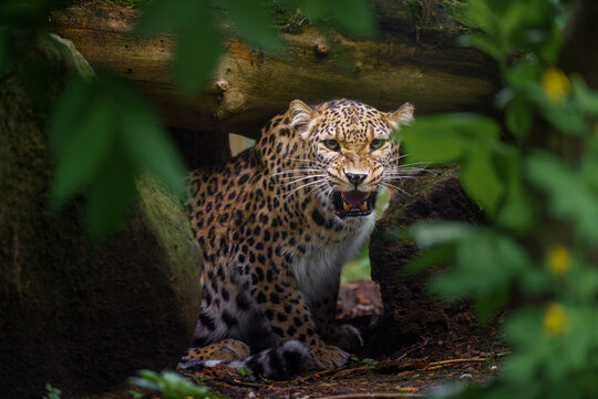 Portrait of Persian leopard in zoo
