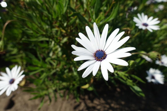 Florescence of white African daisies in mid September