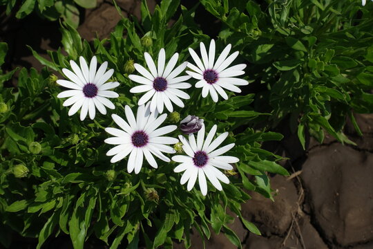 Set of five white flowers of African daisies in August