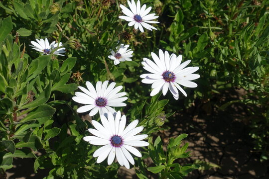 Six white flowers of African daisies in September