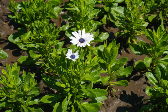 Pair of white flowers of African daisies in July