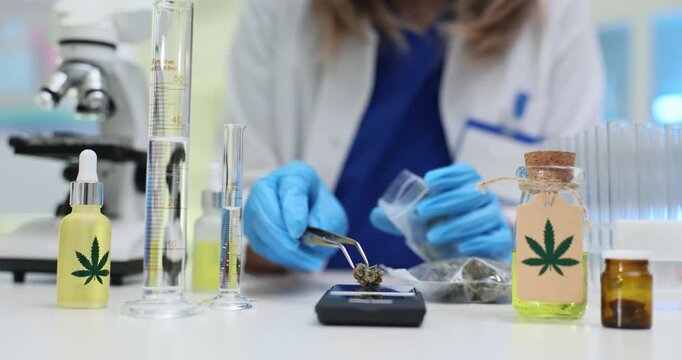 Lab worker uses tweezers to place marijuana bud onto scale. Glass jars containing cannabis oil rest on table. Chemist performs weighing process