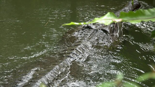 False Gharial Crocodilian Swimming Through Murky Green Water in Singapore