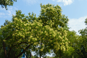 Fototapeta premium Plentiful white flowers of Styphnolobium japonicum tree against the sky in mid August