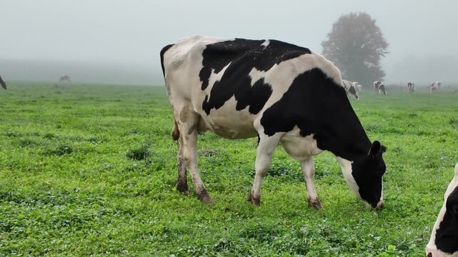 A black and white holstein cow eating grass in a rural field on a misty and foggy morning