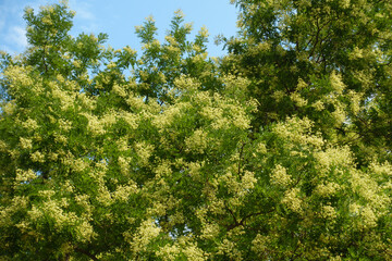 Fototapeta premium Profusion of white flowers in the leafage of Styphnolobium japonicum tree in mid August