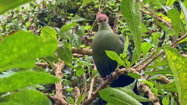 A colorful Fischer's turaco, Tauraco fischeri, with a red crest is perched among green leaves in a tree