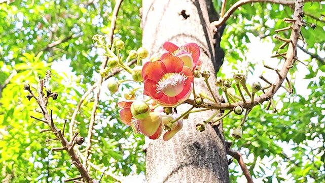 Peaceful garden meditation with gently moving saraca blossoms.