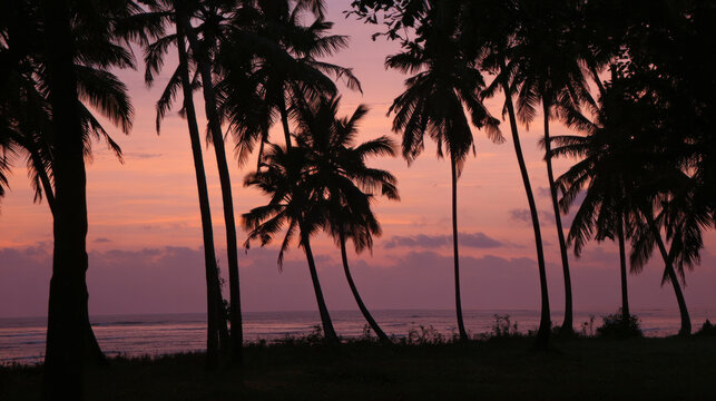 Palm trees silhouette on sea background in sun set