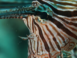 Obraz premium close up of a lionfish head underwater 