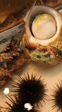 Fresh Sea Urchins and Shellfish in an Osaka Seafood Market Aquarium