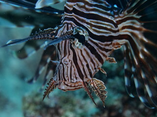 Obraz premium close up of a lionfish head underwater 