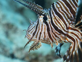 Obraz premium close up of a lionfish head underwater 