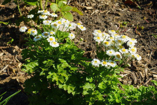 White flowers of Tanacetum parthenium in October