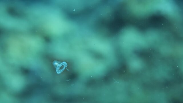 Turritopsis nutricula Turritopsis dohrnii Oceania O. armata immortal underwater closing jellyfish ocean scenery