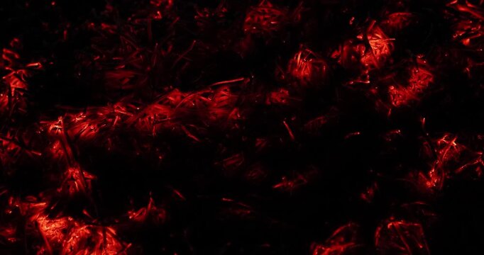 Cannabis plants grow under red glow lights inside indoor farm. Dense leaves absorb spectrum supporting controlled cultivation for medical research