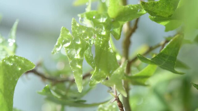 朝日を浴びる観葉植物に水やりシーン