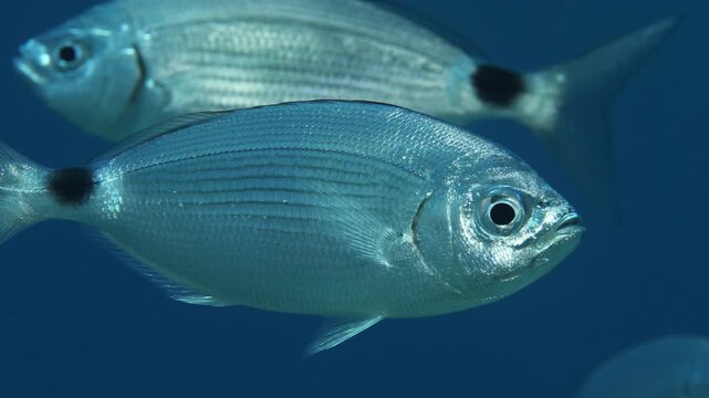 close up of a sea bream underwater slow