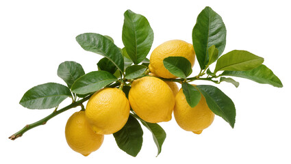 Ripe yellow lemons with vibrant green leaves hanging from a woody branch, isolated on transparent background for citrus product displays