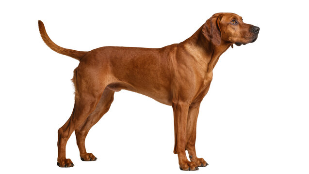 Muscular reddish-brown Bloodhound dog standing attentively gazing forward with alert expression, isolated on transparent background for pet portraits
