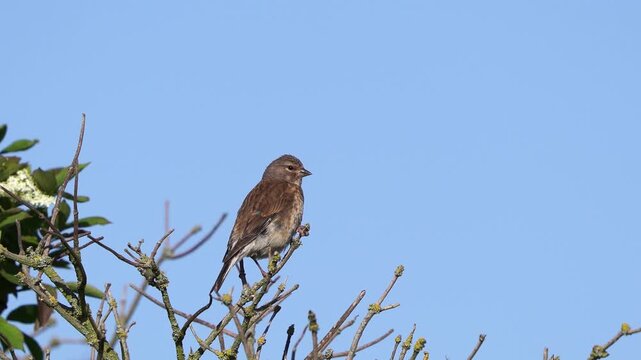 A female common linnet (Linaria cannabina) sitting in the top of a tree and flying away