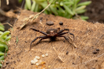 Macro crab spider with eggs in nature © Daniel