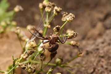 Macro crab spider with eggs in nature © Daniel