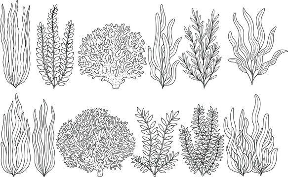 Black and white vector illustration of diverse seaweed silhouettes, marine plants, ocean ecosystem elements, botanical artwork for biology and educational projects