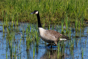 Kanadagans (Branta canadensis) © Rolf Müller